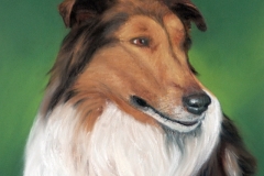 Collie