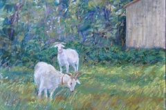 Goats in the Meadow